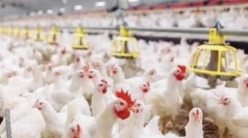 استقرار أسعار الفراخ البيضاء يعزز استقرار سوق الدواجن المصرية اليوم 1